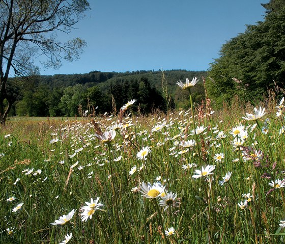 Madeliefjesweide op de Nat'Our Route 2, © Naturpark Südeifel, R. Clement Madeliefjesweide op de Nat'Our Route 2, © Naturpark Südeifel, R. Clement