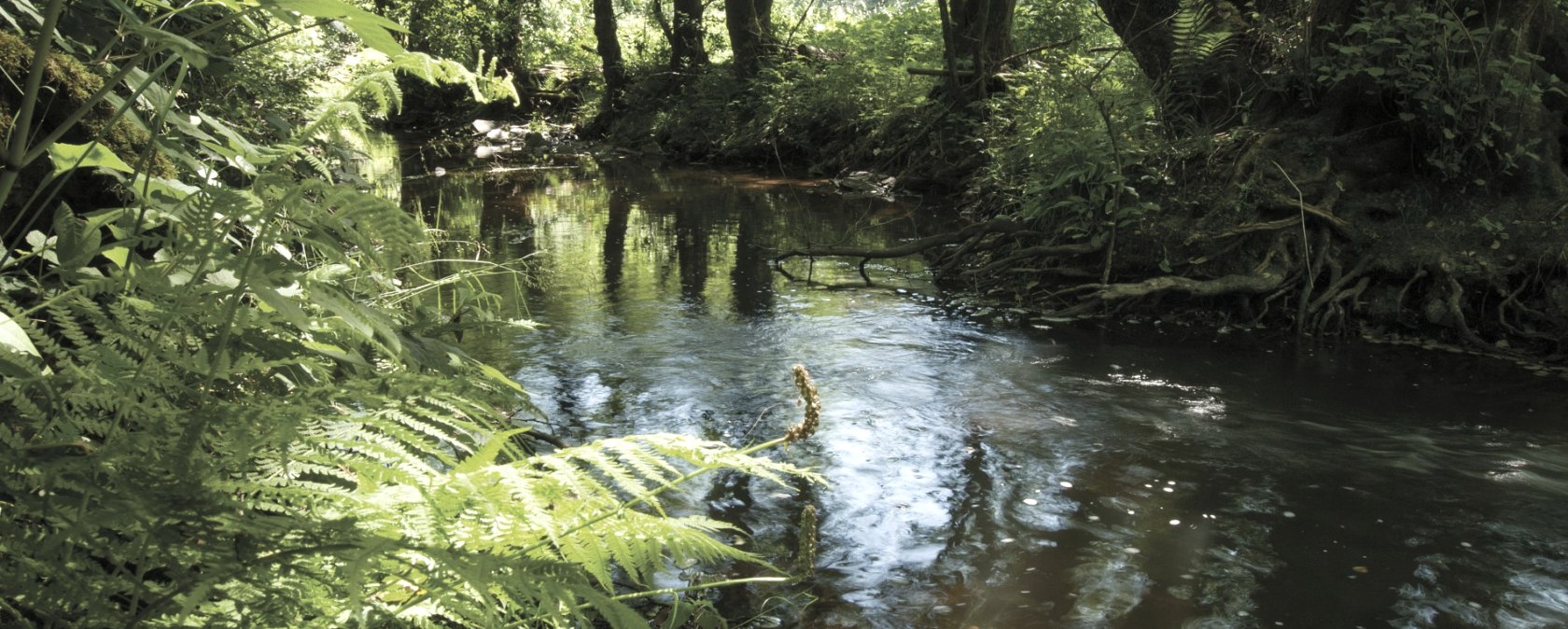 De rivier de Irsen op het Irsenpad, © Naturpark Südeifel, J. Mathias De rivier de Irsen op het Irsenpad, © Naturpark Südeifel, J. Mathias