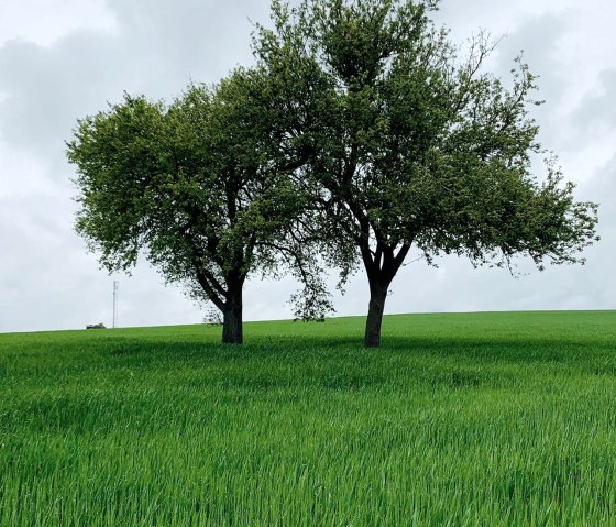 Schilzenburg 12, © Nicole Zimmer Schilzenburg 12, © Nicole Zimmer