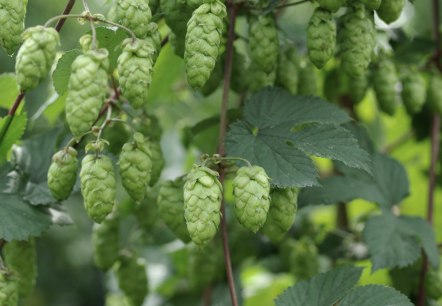 Hopfen, © Felsenland Südeifel Tourismus Gmbh, Peter Weber Hopfen, © Felsenland Südeifel Tourismus Gmbh, Peter Weber