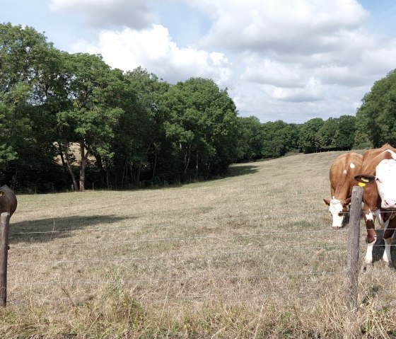 Deux vaches sont dans un pâturage, entourées d'arbres et d'un ciel bleu avec des nuages., © Otmar Schröder Deux vaches sont dans un pâturage, entourées d'arbres et d'un ciel bleu avec des nuages., © Otmar Schröder
