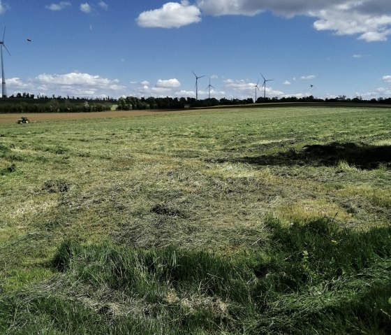 Vue étendue sur les champs entre les villages, © Felsenland Südeifel Tourismus, Antje Ackermann Vue étendue sur les champs entre les villages, © Felsenland Südeifel Tourismus, Antje Ackermann