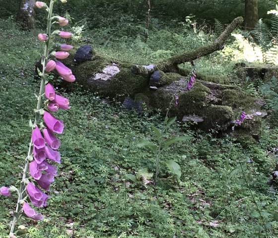 Une digitale violette pousse à côté d'un tronc d'arbre recouvert de mousse dans la forêt, entourée de végétation verte., © TI Bitburger Land Une digitale violette pousse à côté d'un tronc d'arbre recouvert de mousse dans la forêt, entourée de végétation verte., © TI Bitburger Land
