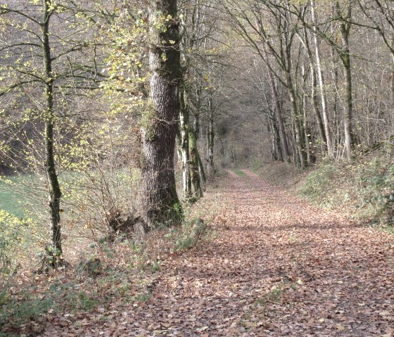 Un chemin forestier automnal, recouvert de feuilles mortes, traverse des arbres dénudés. Des feuilles vertes et des buissons épars sont visibles., © Felsenland Südeifel Tourismus GmbH, Natalie Mainz Un chemin forestier automnal, recouvert de feuilles mortes, traverse des arbres dénudés. Des feuilles vertes et des buissons épars sont visibles., © Felsenland Südeifel Tourismus GmbH, Natalie Mainz