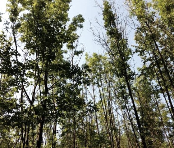 Hohe Bäume mit dichtem, grünem Laub ragen in den blauen Himmel. Sonnenlicht fällt durch die Blätter., © Ingrid Penning Hohe Bäume mit dichtem, grünem Laub ragen in den blauen Himmel. Sonnenlicht fällt durch die Blätter., © Ingrid Penning