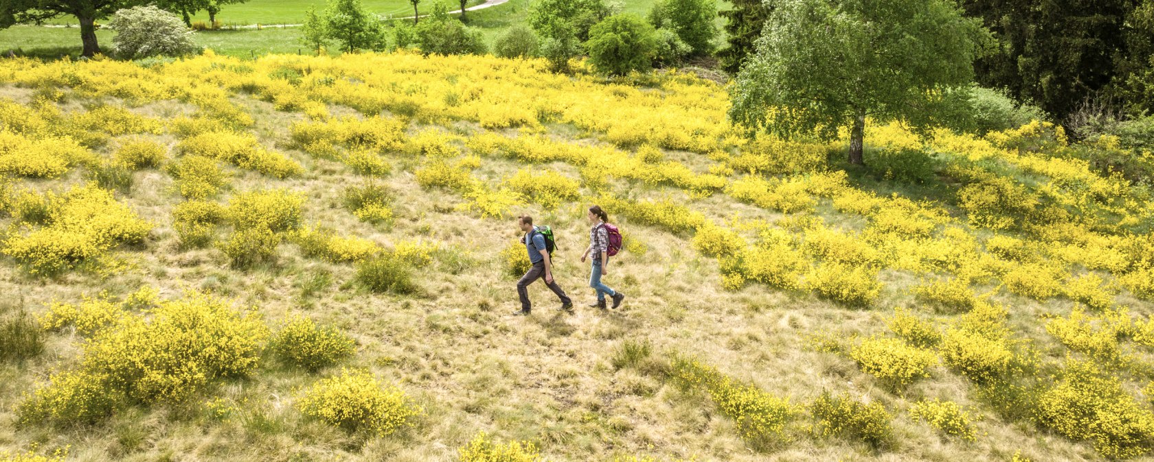 Twee wandelaars lopen door een landschap van gele brem in bloei, omringd door groene weiden en bomen., © Eifel Tourismus GmbH, Dominik Ketz Twee wandelaars lopen door een landschap van gele brem in bloei, omringd door groene weiden en bomen., © Eifel Tourismus GmbH, Dominik Ketz