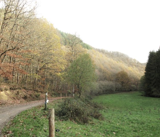 Sentier forestier automnal dans la vallée du Radenbach, bordé d'arbres aux feuillages colorés. Une prairie verte s'étend à droite du chemin., © Felsenland Südeifel Tourismus GmbH, Natalie Mainz Sentier forestier automnal dans la vallée du Radenbach, bordé d'arbres aux feuillages colorés. Une prairie verte s'étend à droite du chemin., © Felsenland Südeifel Tourismus GmbH, Natalie Mainz