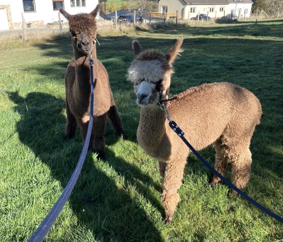 Alpakas Millow und Monti, © Jeanette Lux Alpakas Millow und Monti, © Jeanette Lux
