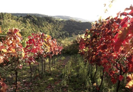 Roderich_IMG-20171008-WA0001 Roderich_IMG-20171008-WA0001