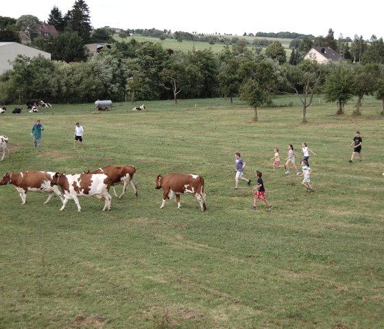 Kühe in den Stall treiben - alle helfen mit. Kühe in den Stall treiben - alle helfen mit.