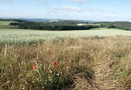 Vue sur Bommert, © V. Teuschler Vue sur Bommert, © V. Teuschler