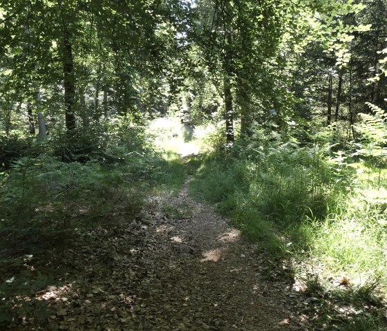 Ein schmaler Pfad führt durch einen dichten, grünen Wald. Sonnenlicht fällt durch die Blätter und beleuchtet den Weg., © TI Bitburger Land Ein schmaler Pfad führt durch einen dichten, grünen Wald. Sonnenlicht fällt durch die Blätter und beleuchtet den Weg., © TI Bitburger Land
