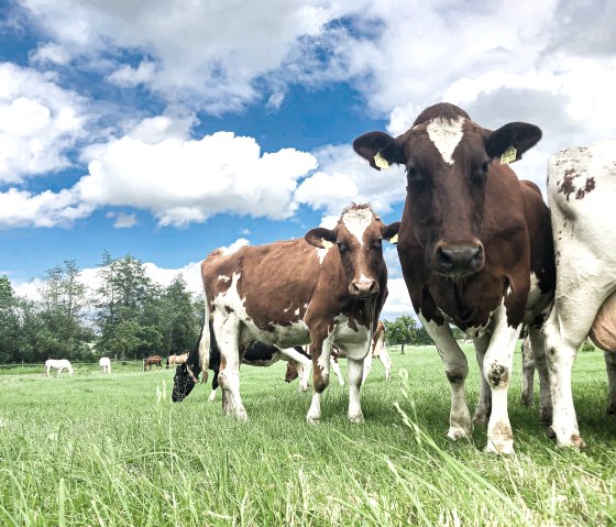 KüheaufderWEide KüheaufderWEide