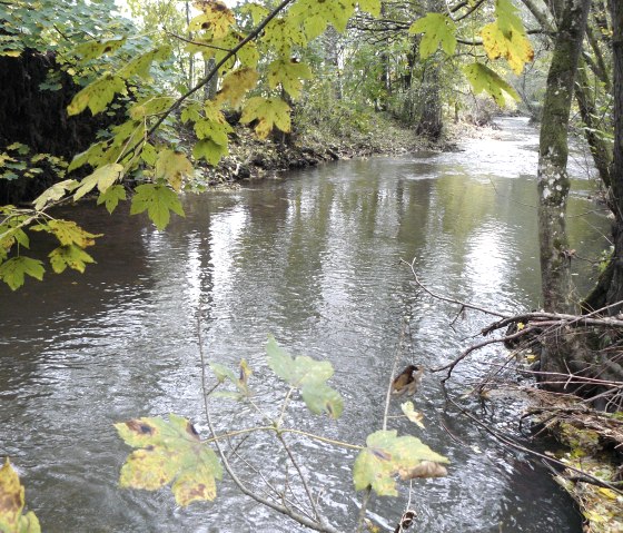 Een kalme rivier stroomt door een landschap met bomen. De bladeren zijn herfstachtig van kleur, deels geel en groen., © Felsenland Südeifel Tourismus, Christian Calonec-Rauchfuss Een kalme rivier stroomt door een landschap met bomen. De bladeren zijn herfstachtig van kleur, deels geel en groen., © Felsenland Südeifel Tourismus, Christian Calonec-Rauchfuss