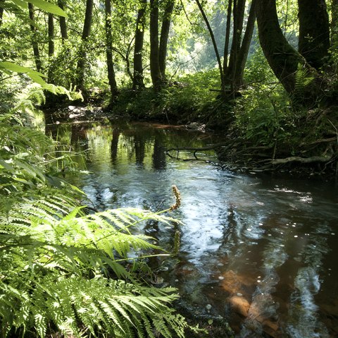 De rivier de Irsen op het Irsenpad, © Naturpark Südeifel, Joelle Mathias De rivier de Irsen op het Irsenpad, © Naturpark Südeifel, Joelle Mathias