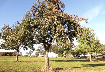 Vier-Jahreszeiten-Spaziergang Niederweiler, © Tourist-Information Bitburger Land_Doris Welter Vier-Jahreszeiten-Spaziergang Niederweiler, © Tourist-Information Bitburger Land_Doris Welter