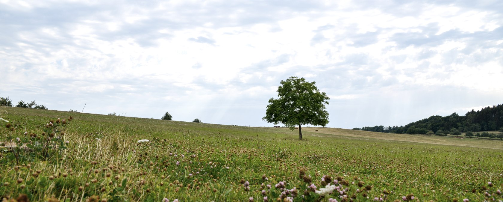 Een enkele boom staat in een bloeiende weide onder een bewolkte hemel. Op de voorgrond zijn bloemen te zien., © TI Bitburger Land Een enkele boom staat in een bloeiende weide onder een bewolkte hemel. Op de voorgrond zijn bloemen te zien., © TI Bitburger Land