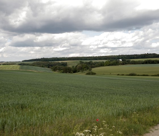 Weite grüne Felder erstrecken sich unter einem bewölkten Himmel in der Landschaft um Idenheim. Ein einzelner roter Mohnblume ist im Vordergrund sichtbar., © Ingrid Penning Weite grüne Felder erstrecken sich unter einem bewölkten Himmel in der Landschaft um Idenheim. Ein einzelner roter Mohnblume ist im Vordergrund sichtbar., © Ingrid Penning