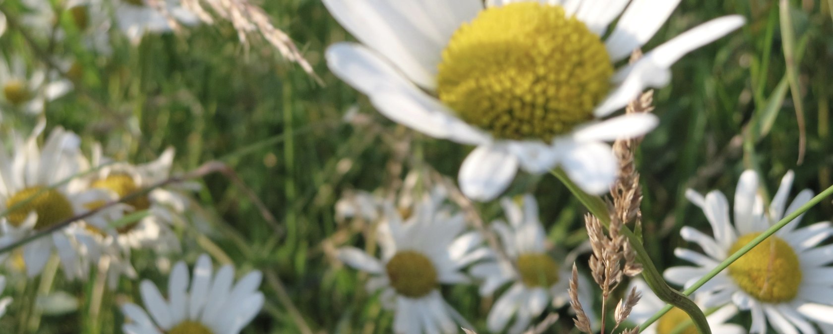 Blume, © Tourist-Information Prümer Land Blume, © Tourist-Information Prümer Land