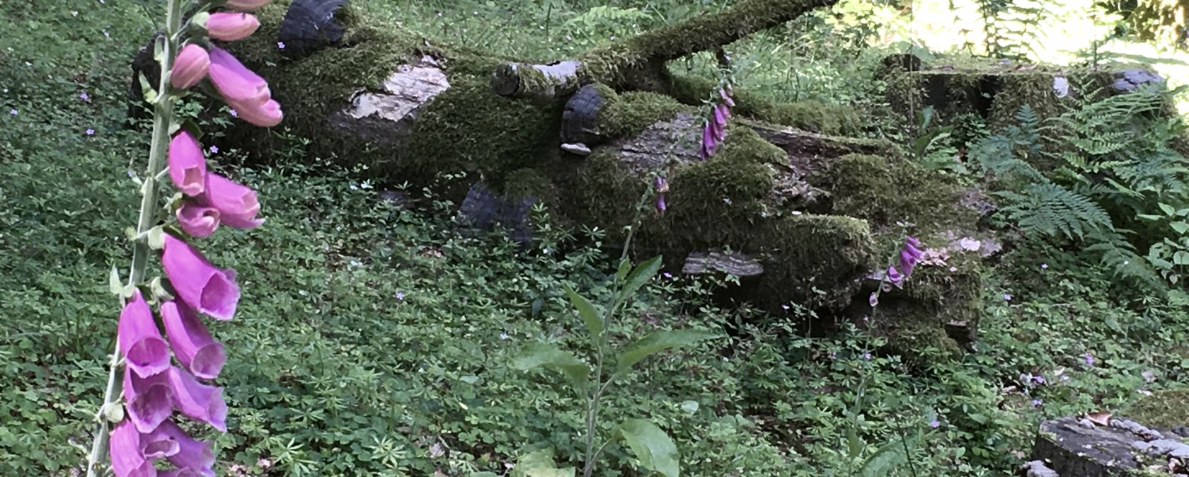 Une digitale violette pousse à côté d'un tronc d'arbre recouvert de mousse dans la forêt, entourée de végétation verte., © TI Bitburger Land Une digitale violette pousse à côté d'un tronc d'arbre recouvert de mousse dans la forêt, entourée de végétation verte., © TI Bitburger Land