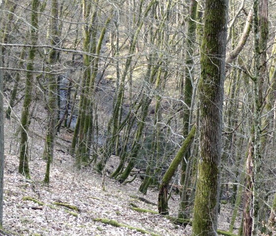 Descente de la pente vers le Dierbach, © Tourist-Information Islek Descente de la pente vers le Dierbach, © Tourist-Information Islek