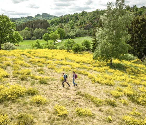 Twee wandelaars lopen door een landschap van gele brem in bloei, omringd door groene weiden en bomen., © Eifel Tourismus GmbH, Dominik Ketz Twee wandelaars lopen door een landschap van gele brem in bloei, omringd door groene weiden en bomen., © Eifel Tourismus GmbH, Dominik Ketz
