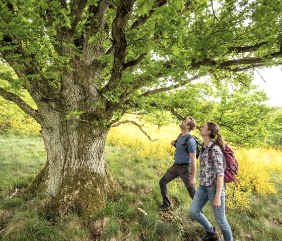 Eifelgold-Route, © Eifel Tourismus GmbH, D. Ketz Eifelgold-Route, © Eifel Tourismus GmbH, D. Ketz
