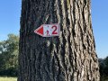 Een boom met een rode pijlvormige padmarkering en het cijfer 2. Op de achtergrond blauwe lucht en bomen., © André Szybalsky Een boom met een rode pijlvormige padmarkering en het cijfer 2. Op de achtergrond blauwe lucht en bomen., © André Szybalsky