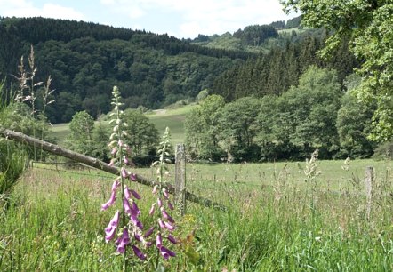 Het Irsental Het Irsental