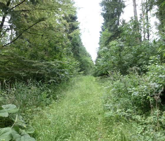 Natuurlijke paden, © NaturAktivErleben Natuurlijke paden, © NaturAktivErleben