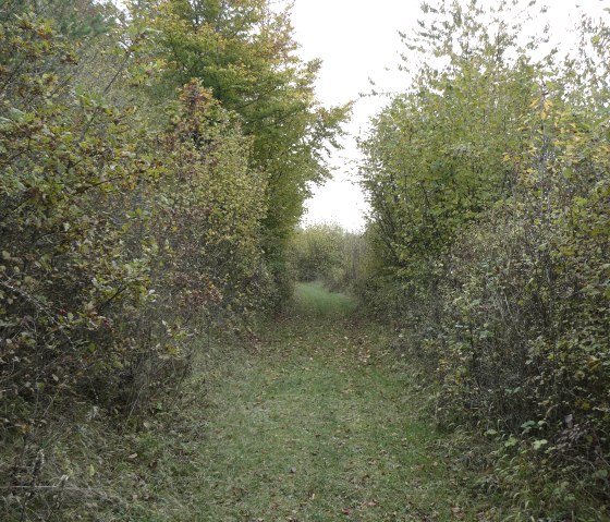 Een smal pad met gras, omringd door dichte heggen en bomen in herfstkleuren., © Felsenland Südeifel Tourismus, Christian Calonec-Rauchfuss Een smal pad met gras, omringd door dichte heggen en bomen in herfstkleuren., © Felsenland Südeifel Tourismus, Christian Calonec-Rauchfuss