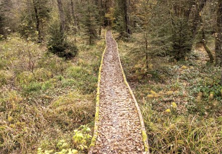 Moore-Pfad im Naturpark Nordeifel, © Eifel Tourismus, Dominik Ketz Moore-Pfad im Naturpark Nordeifel, © Eifel Tourismus, Dominik Ketz