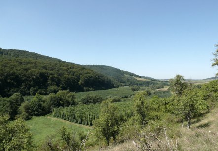 Blick über die Hopfenfelder im Prümtal, © Felsenland Südeifel Tourismus GmbH Blick über die Hopfenfelder im Prümtal, © Felsenland Südeifel Tourismus GmbH