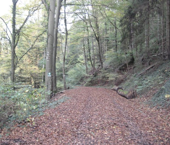 forêt dense, © Deutsch Luxemburgische Tourist Info forêt dense, © Deutsch Luxemburgische Tourist Info