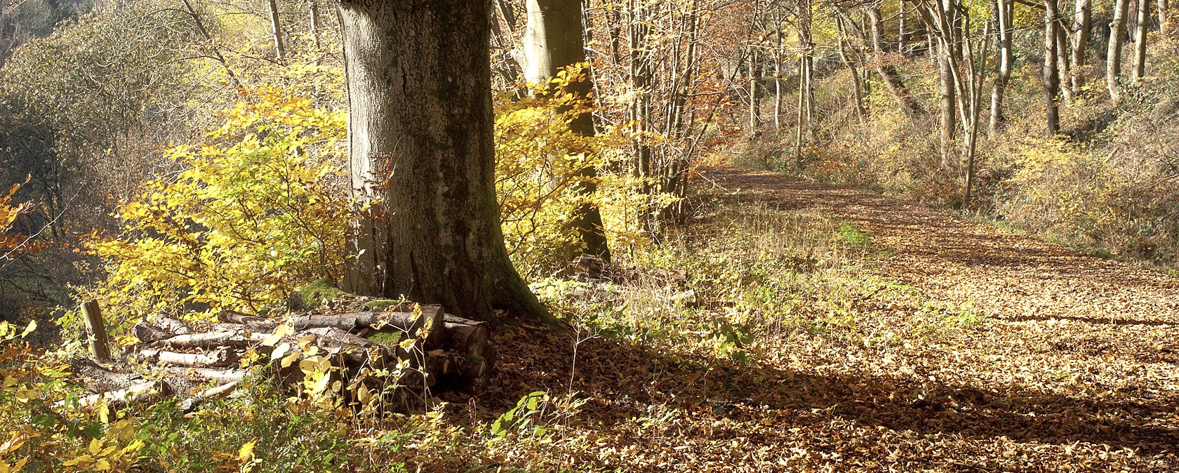 Un chemin forestier automnal recouvert de feuillages colorés. La lumière du soleil traverse les arbres, qui brillent dans des tons chauds de jaune et de brun., © V. Teuschler Un chemin forestier automnal recouvert de feuillages colorés. La lumière du soleil traverse les arbres, qui brillent dans des tons chauds de jaune et de brun., © V. Teuschler