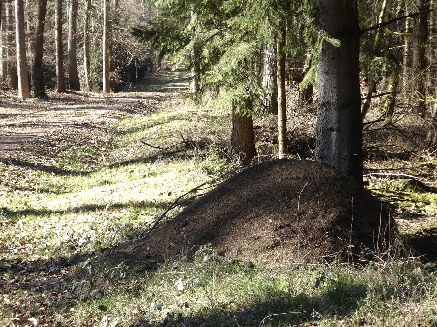 Ein großer Ameisenhügel im Wald, umgeben von Bäumen und einem Waldweg. Sonnenlicht fällt auf den Boden und die Vegetation., © Eifelverein Ortsgruppe Speicher Ein großer Ameisenhügel im Wald, umgeben von Bäumen und einem Waldweg. Sonnenlicht fällt auf den Boden und die Vegetation., © Eifelverein Ortsgruppe Speicher
