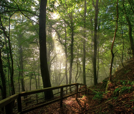 Ein Waldweg mit Holzgeländer, umgeben von hohen Bäumen. Sonnenstrahlen brechen durch das Blätterdach und beleuchten den Boden., © Naturpark Südeifel, C. Schleder Ein Waldweg mit Holzgeländer, umgeben von hohen Bäumen. Sonnenstrahlen brechen durch das Blätterdach und beleuchten den Boden., © Naturpark Südeifel, C. Schleder