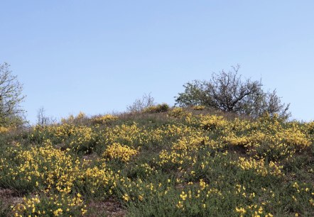 Ginsterheiden im Irsental, © Tourist-Information Islek Ginsterheiden im Irsental, © Tourist-Information Islek