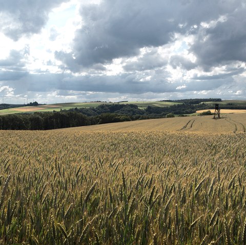 Ein weites Weizenfeld mit einem Hochsitz im Hintergrund, unter einem dramatisch bewölkten Himmel in einer ländlichen Landschaft., © Naturpark Südeifel, Volker Teuschler Ein weites Weizenfeld mit einem Hochsitz im Hintergrund, unter einem dramatisch bewölkten Himmel in einer ländlichen Landschaft., © Naturpark Südeifel, Volker Teuschler