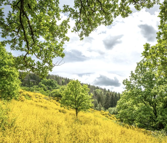 Glinsterende velden met brem in de Eifel, omringd door groene bomen en een bewolkte lucht., © Eifel Tourismus GmbH, Dominik Ketz Glinsterende velden met brem in de Eifel, omringd door groene bomen en een bewolkte lucht., © Eifel Tourismus GmbH, Dominik Ketz
