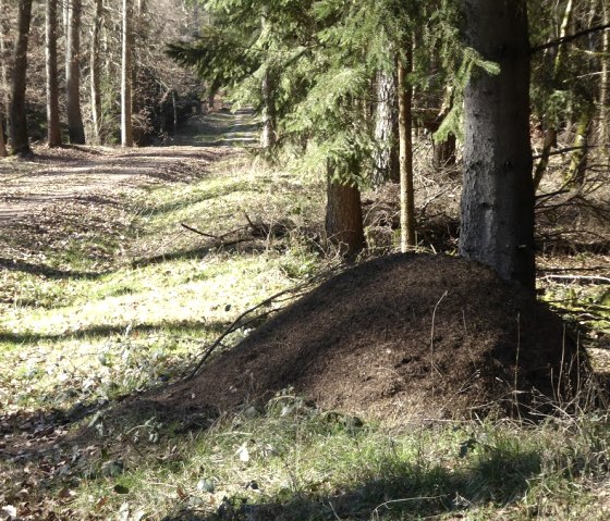 Ein großer Ameisenhügel im Wald, umgeben von Bäumen und einem Waldweg. Sonnenlicht fällt auf den Boden und die Vegetation., © Eifelverein Ortsgruppe Speicher Ein großer Ameisenhügel im Wald, umgeben von Bäumen und einem Waldweg. Sonnenlicht fällt auf den Boden und die Vegetation., © Eifelverein Ortsgruppe Speicher