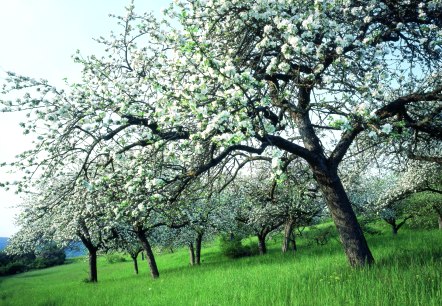 Der Naturpark Südeifel, © Eifel Tourismus/H.J. Sittig Der Naturpark Südeifel, © Eifel Tourismus/H.J. Sittig