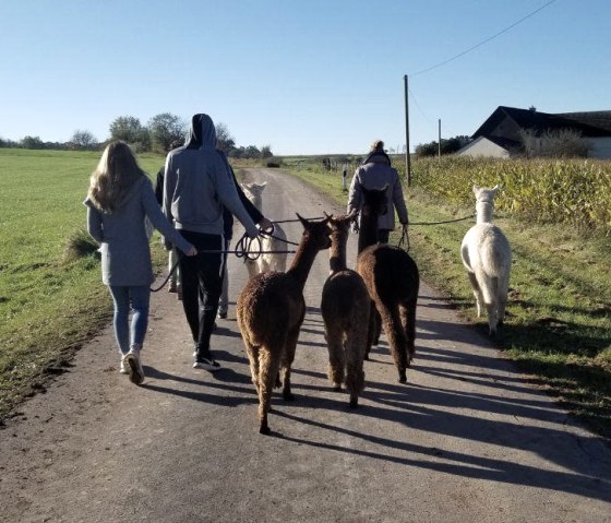 Spaziergang mit Alpakas, © Jeanette Lux Spaziergang mit Alpakas, © Jeanette Lux