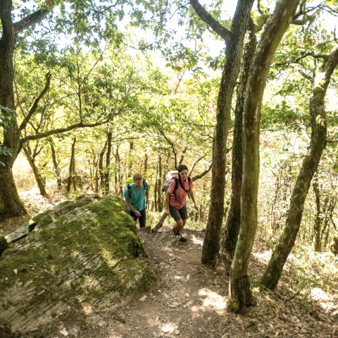 Twee wandelaars op een smal, bebost pad in de Lätgesberg. De zon schijnt door de bomen en verlicht de met mos bedekte grond., © Eifel Tourismus GmbH, D. Ketz Twee wandelaars op een smal, bebost pad in de Lätgesberg. De zon schijnt door de bomen en verlicht de met mos bedekte grond., © Eifel Tourismus GmbH, D. Ketz
