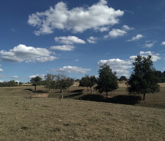 Een boomgaard met verspreide bomen onder een blauwe lucht met witte wolken. Gebouwen zijn zichtbaar op de achtergrond., &copy; TI Bitburger Land, Steffi Wagner