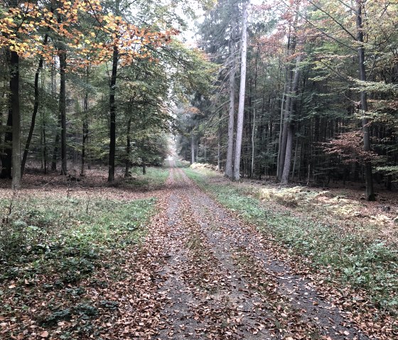 Nordic Walking winkel, &copy; Ti Bitburger Land