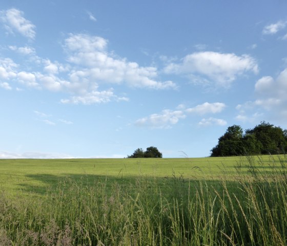 Pr&eacute; vert avec de hautes herbes, ciel bleu avec des nuages blancs, des arbres &agrave; l'horizon., &copy; Elke Wagner, Felsenland S&uuml;deifel Tourismus GmbH