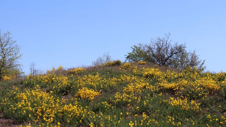 Ein Hügel mit bunten gelben Blumen blüht unter einem klaren blauen Himmel. Einige Bäume sind im Hintergrund sichtbar.