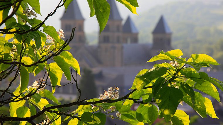 Ein Baum mit grünen Blättern und weißen Blüten im Vordergrund, dahinter verschwommen eine Kirche mit drei Türmen.