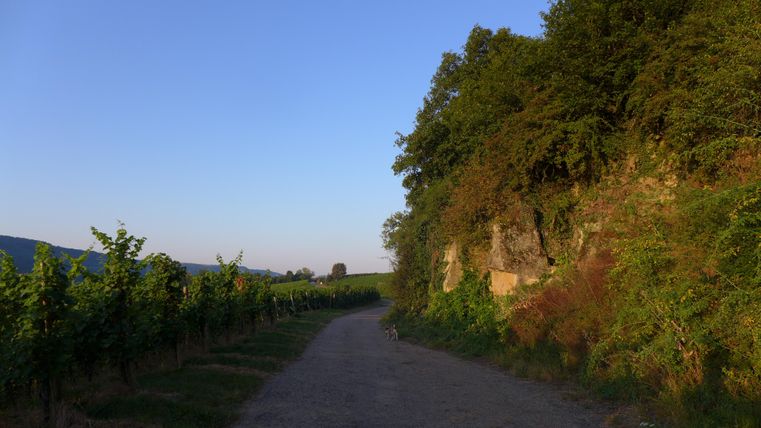 A picturesque path along vineyards, surrounded by gentle hills. The sky is clear and blue, while the sun shines softly.